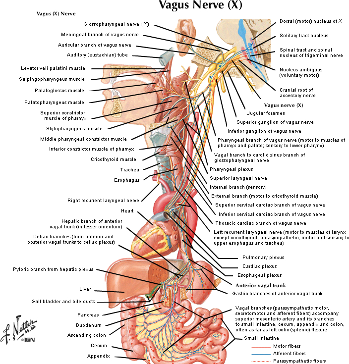 An illustration of the Vagus nerve in the body including the organs that it connects to.